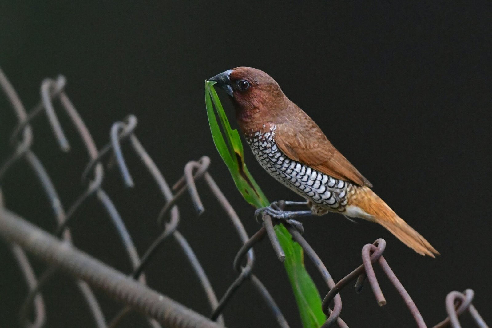 a bird on a branch